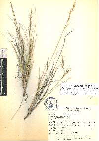 Aristida curvifolia image