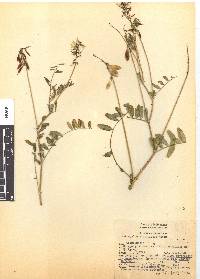 Astragalus strigulosus image