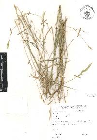 Brachypodium mexicanum image