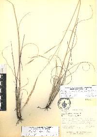 Aristida laxa image