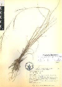 Aristida curvifolia image