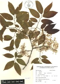 Ulmus mexicana image