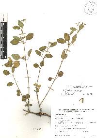 Euphorbia graminea image