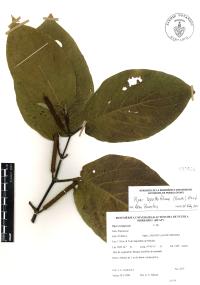 Piper lapathifolium image