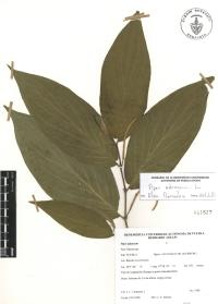 Piper aduncum image