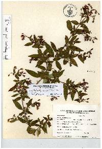 Monochaetum floribundum image