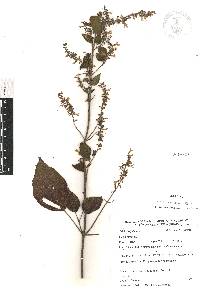 Salvia xalapensis image