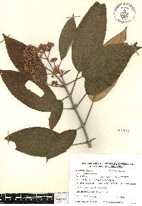 Miconia xalapensis image