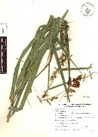 Scleria bracteata image