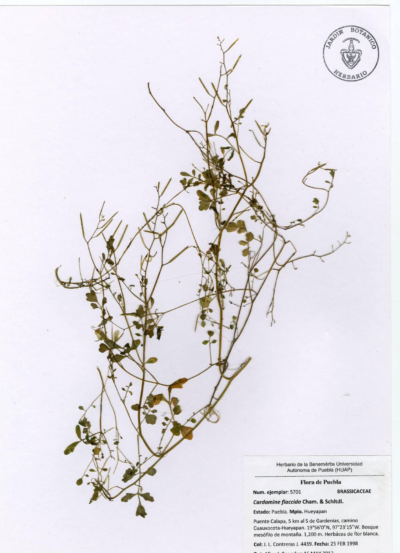 Cardamine bonariensis image