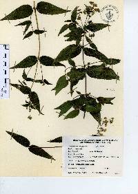 Alloispermum integrifolium image