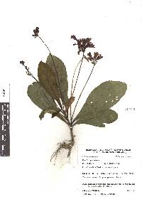 Tetranema roseum image