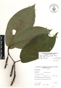 Piper lapathifolium image