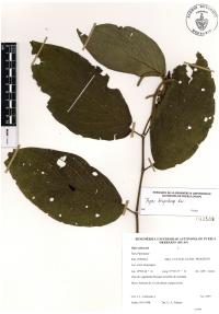 Piper hispidum image