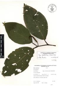 Piper lapathifolium image