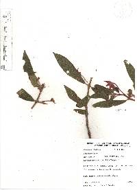 Columnea schiedeana image