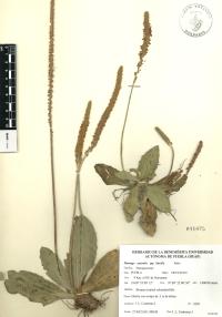Plantago australis image