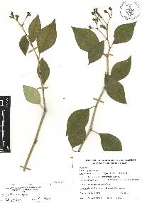 Euphorbia lancifolia image