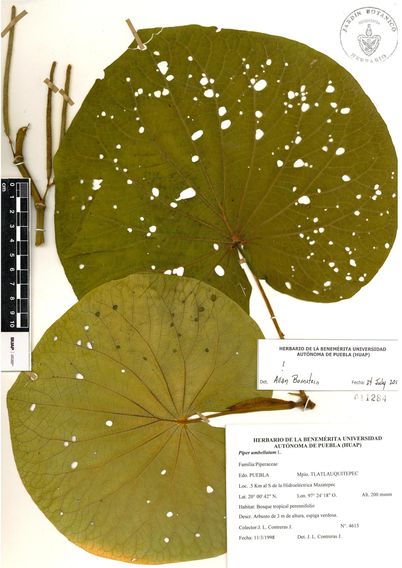Lepianthes peltata image
