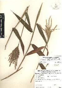 Ischaemum latifolium image