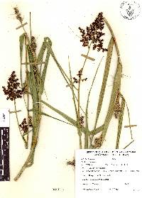 Scleria bracteata image