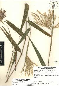 Ischaemum latifolium image