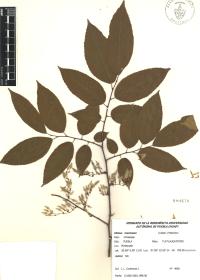 Ulmus mexicana image