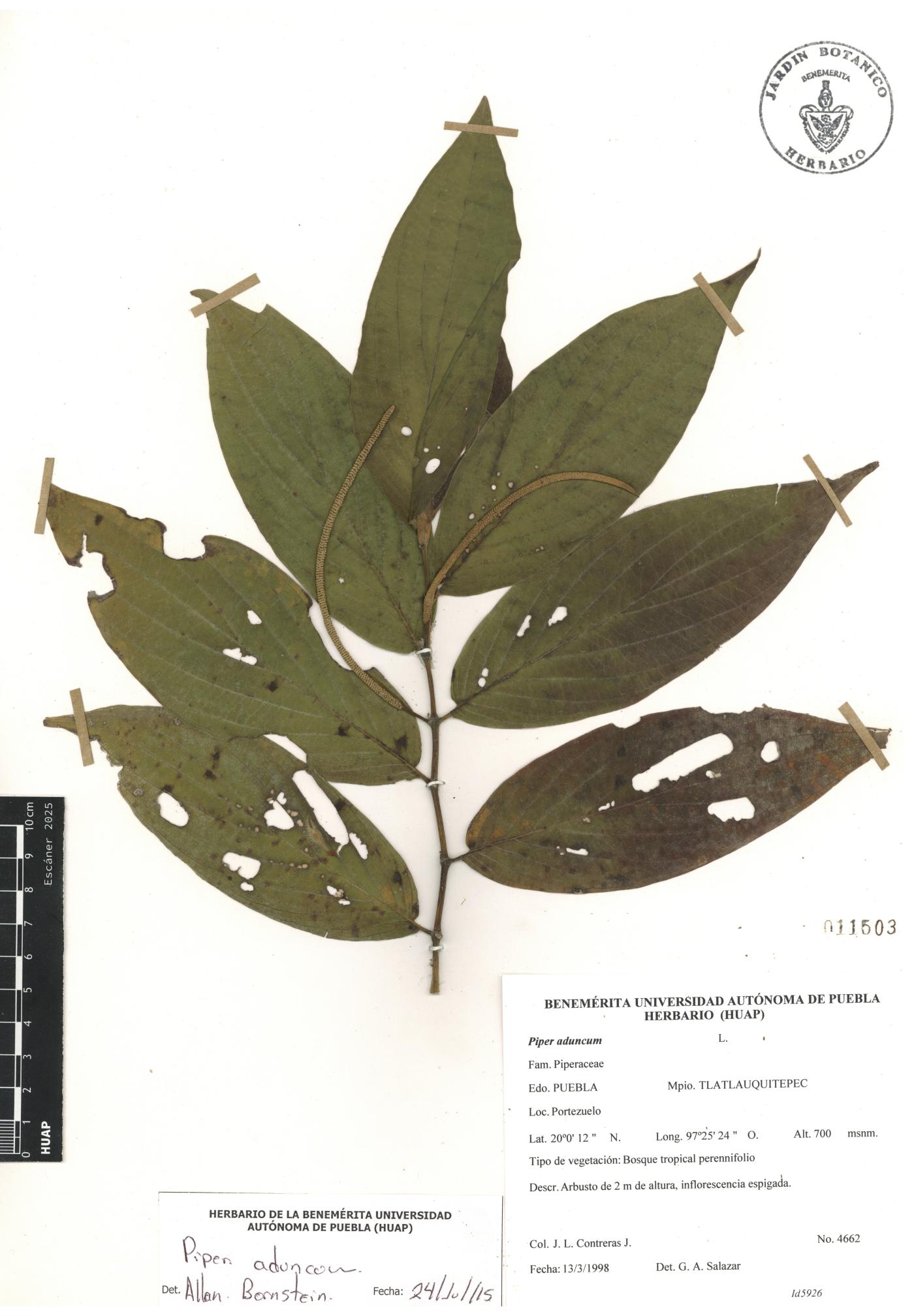Piper aduncum image