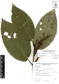 Piper lapathifolium image