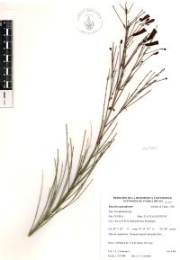 Russelia equisetiformis image