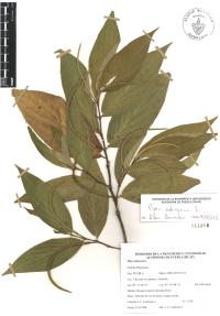Piper aduncum image