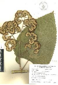 Critonia morifolia image