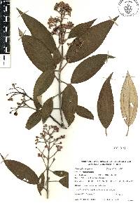 Miconia xalapensis image