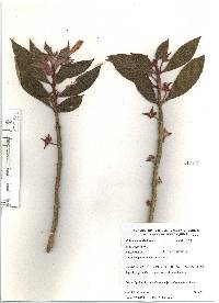 Columnea schiedeana image