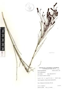 Russelia equisetiformis image