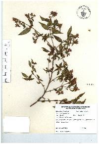 Chaetogastra longifolia image