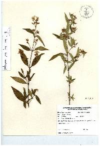 Chaetogastra longifolia image