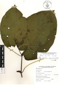 Piper auritum image