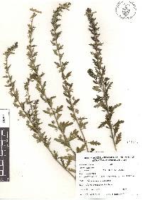 Teucrium cubense image