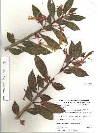 Columnea schiedeana image