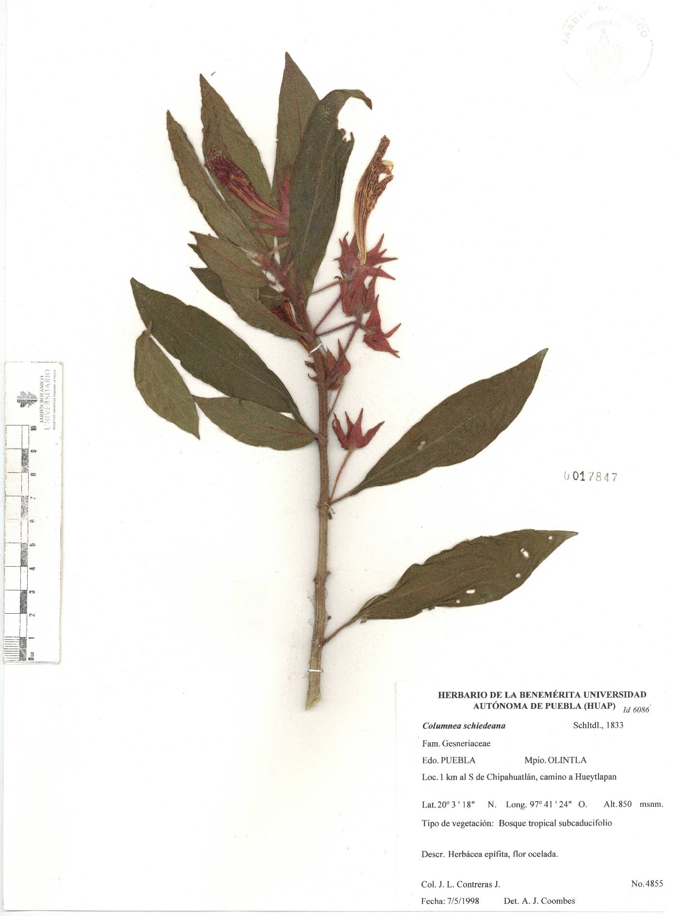 Columnea schiedeana image