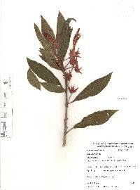 Columnea schiedeana image