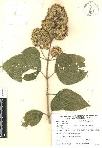 Critonia morifolia image