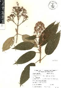 Miconia xalapensis image