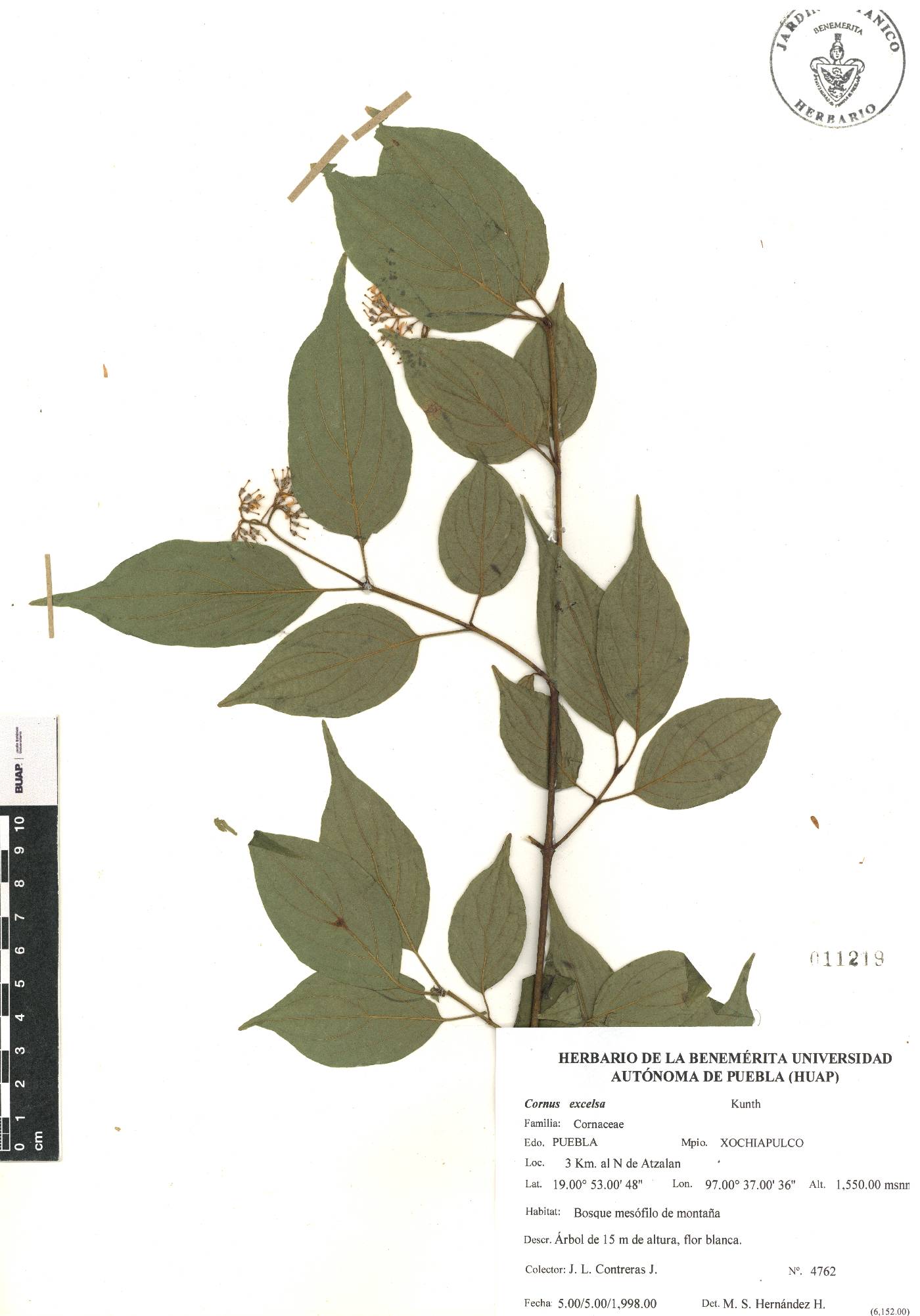 Cornus excelsa image