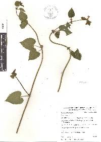 Stachys boraginoides image