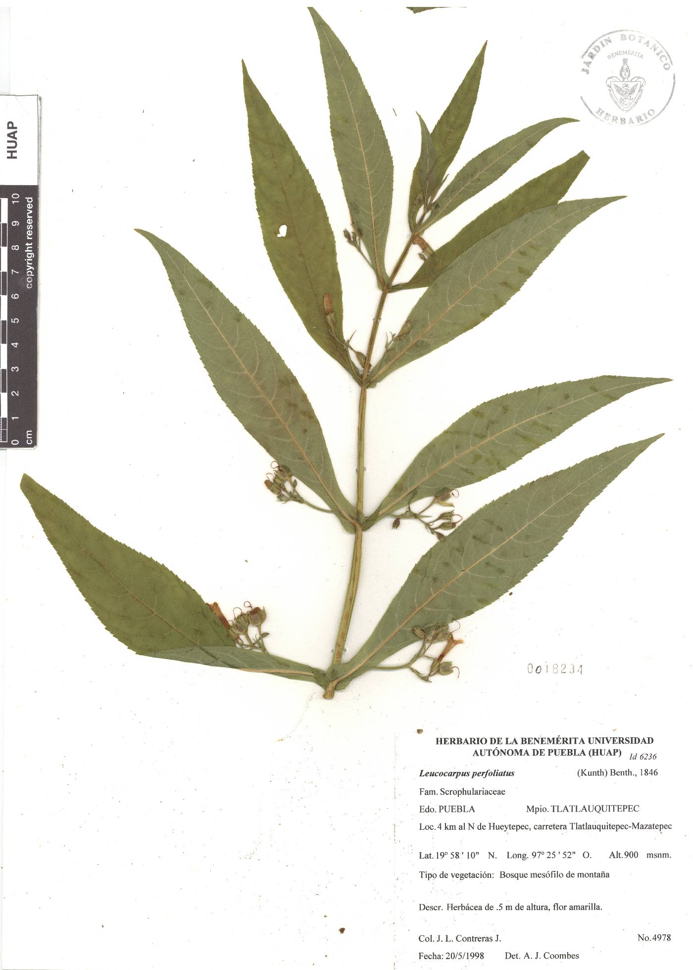 Leucocarpus image