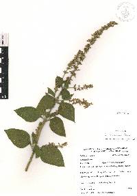 Salvia xalapensis image