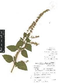 Salvia longispicata image