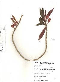 Columnea schiedeana image